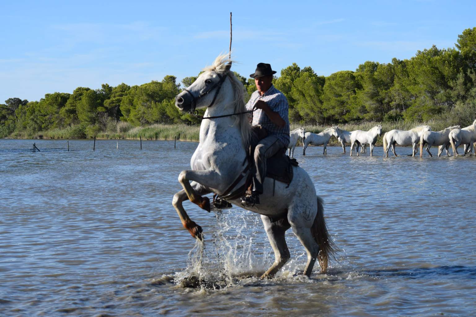 cheval camargue